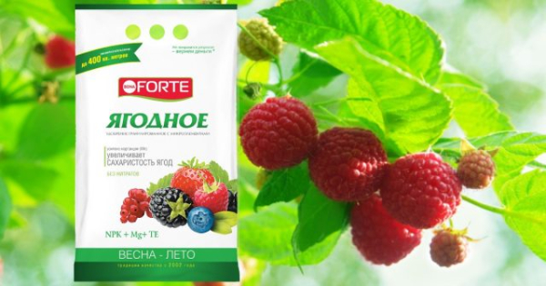 Чем подкормить малину во время цветения