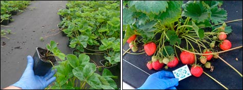 Опыт выращивания клубники на агроволокне