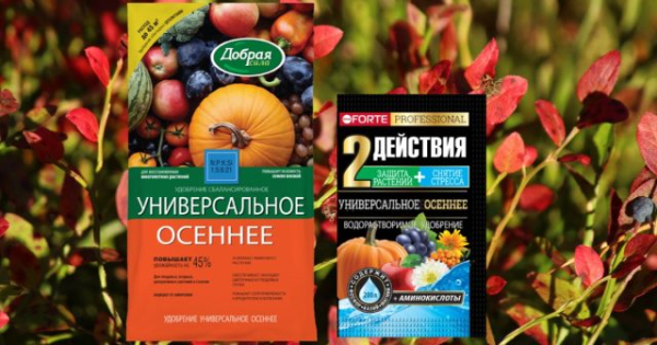 Как ухаживать за голубикой осенью?