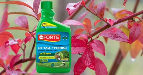 Как ухаживать за голубикой осенью?