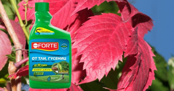 5 обязательных этапов ухода за виноградом осенью