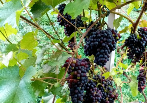 Как купить саженцы винограда и не пожалеть? Мой опыт проб и ошибок