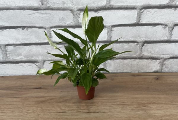 12 лучших растений для маленьких квартир