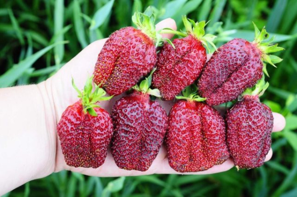 Земклуника — ягода, которая удивляет. Какие сорта вырастить? Земклуника — ягода, которая удивляет. Какие сорта вырастить?