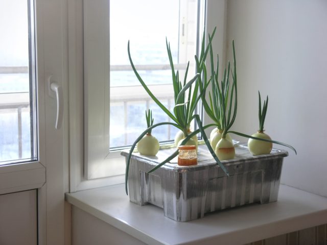 Гидропоника для лука на перо своими руками: раствор, выращивание