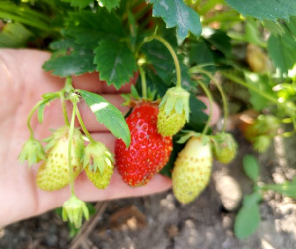 Земклуника — ягода, которая удивляет. Какие сорта вырастить? Земклуника — ягода, которая удивляет. Какие сорта вырастить?