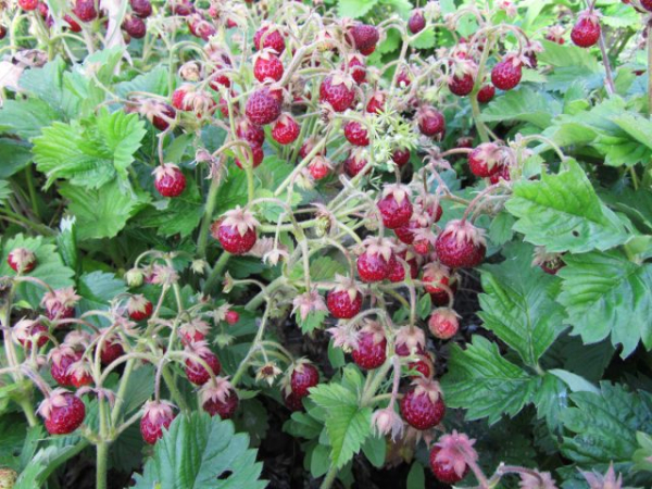 Земклуника — ягода, которая удивляет. Какие сорта вырастить? Земклуника — ягода, которая удивляет. Какие сорта вырастить?