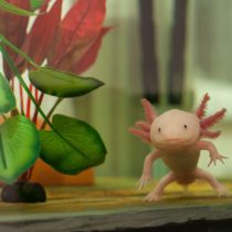 Карликовые осьминоги, сурикаты и ещё 10 трендовых домашних питомцев Карликовые осьминоги, сурикаты и ещё 10 трендовых домашних питомцев