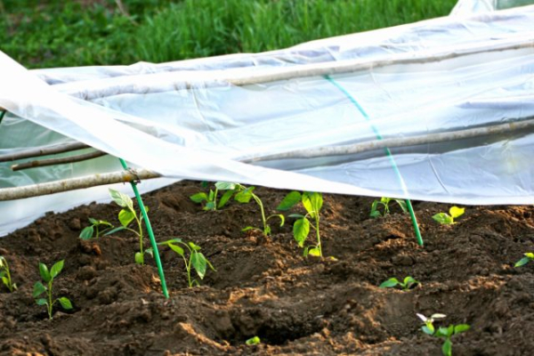 Плёнка или укрывной материал  — что на самом деле лучше?