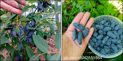 Жимолость: опыт посадки саженцев методом суперзакладки Жимолость: опыт посадки саженцев методом суперзакладки