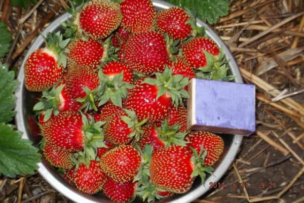 Земклуника — ягода, которая удивляет. Какие сорта вырастить? Земклуника — ягода, которая удивляет. Какие сорта вырастить?