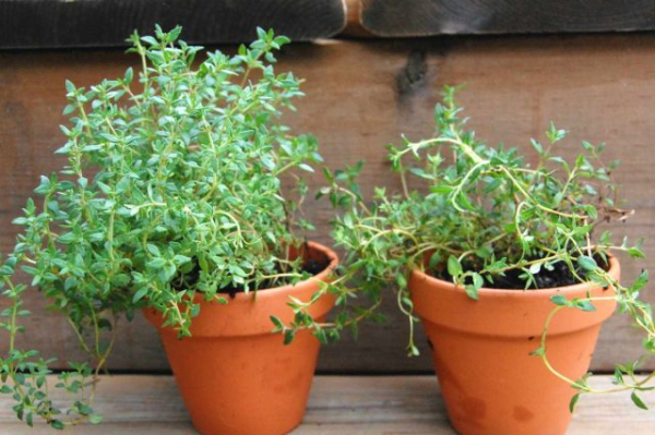 5 полезных трав для комнатного выращивания