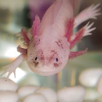 Карликовые осьминоги, сурикаты и ещё 10 трендовых домашних питомцев Карликовые осьминоги, сурикаты и ещё 10 трендовых домашних питомцев