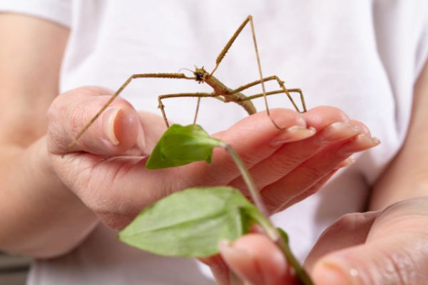 Карликовые осьминоги, сурикаты и ещё 10 трендовых домашних питомцев Карликовые осьминоги, сурикаты и ещё 10 трендовых домашних питомцев