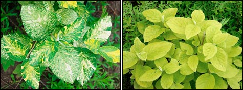 Калина гордовина – «Королева мегаполиса»