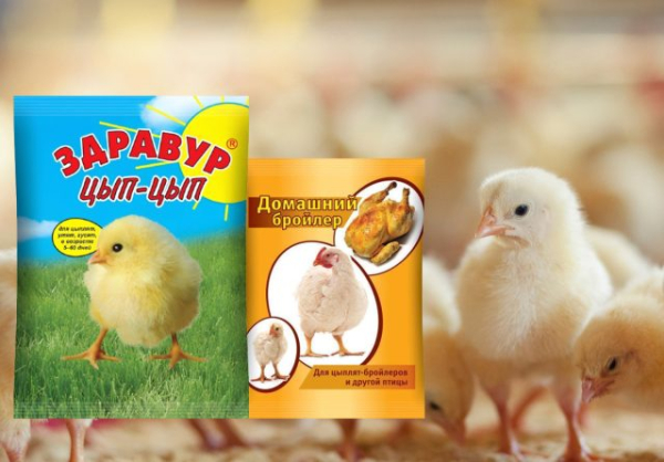 Зачем подращивать цыплят самостоятельно, как не погубить молодняк и вырастить здоровую птицу