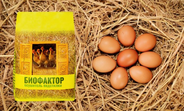 Зачем подращивать цыплят самостоятельно, как не погубить молодняк и вырастить здоровую птицу